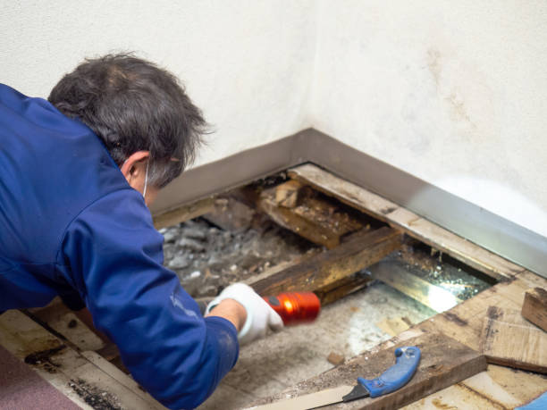 Attic Mold Removal in Salem, OH