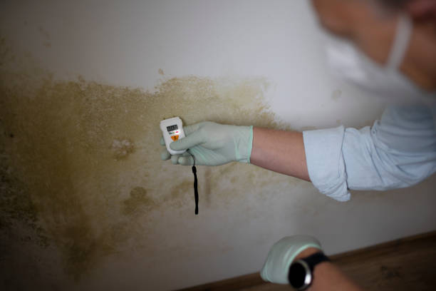 Best Commercial Mold Removal  in Salem, OH