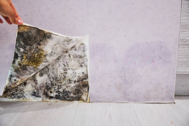 Best Residential Mold Removal  in Salem, OH